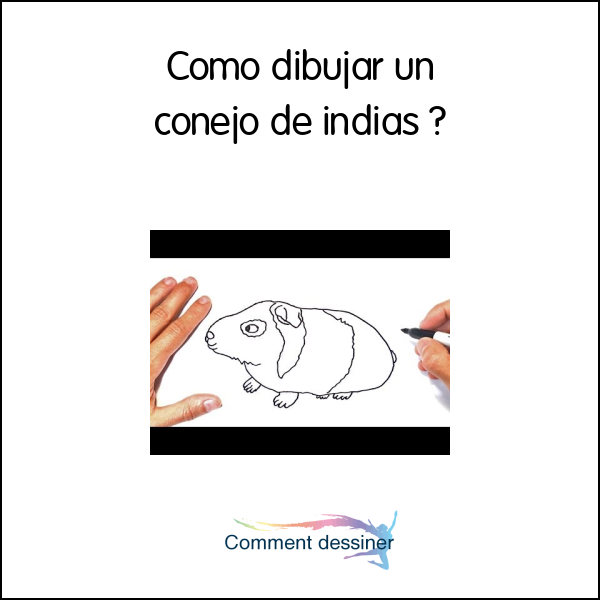 Como dibujar un conejo de indias